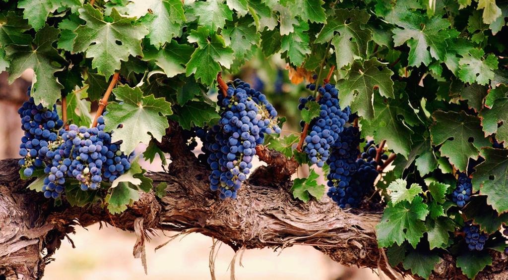 Agriturismo Le Vigne Foligno Bagian luar foto